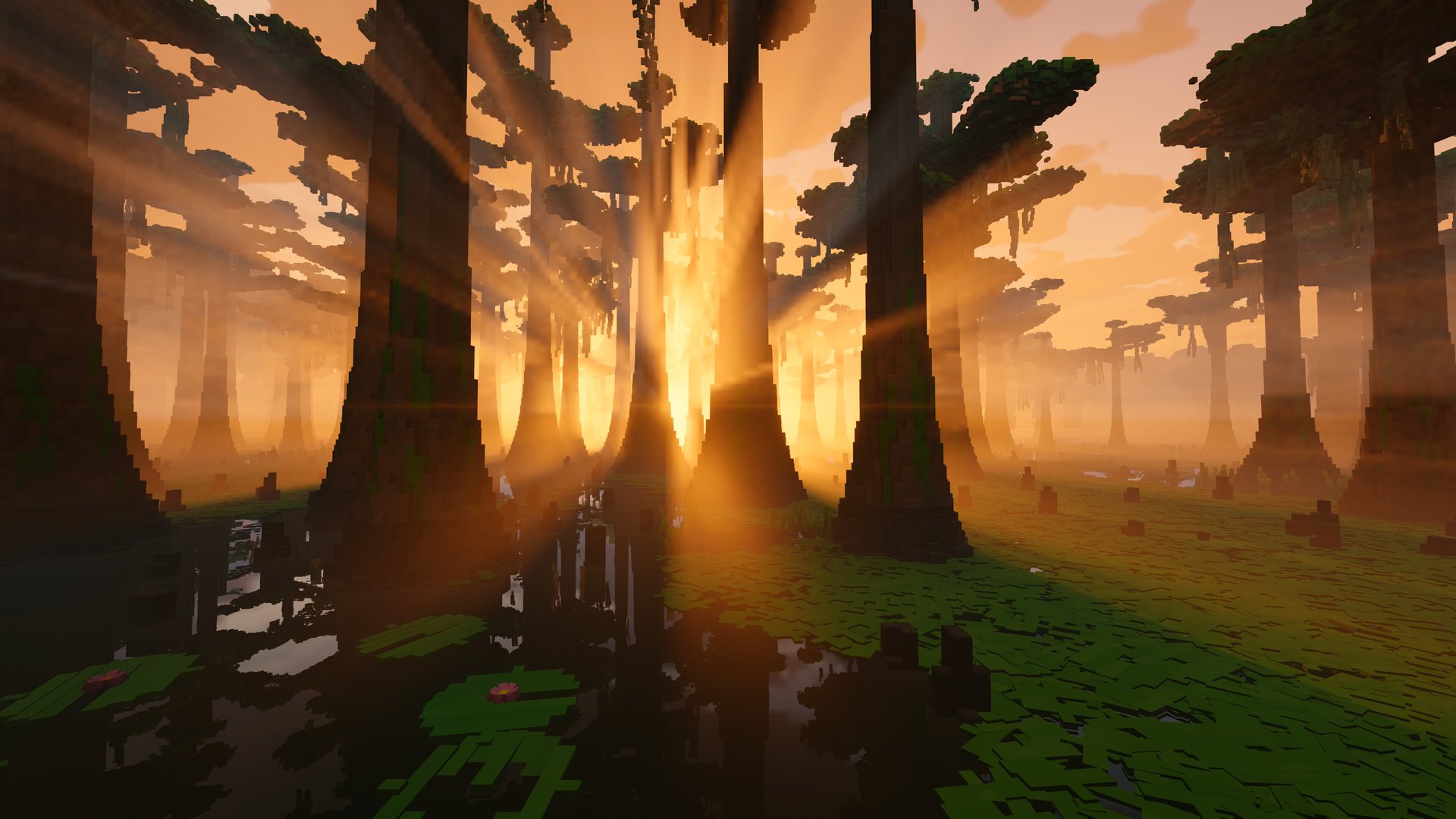 Sunrise through tall swamp trees